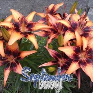 Meet your Posher, Janna